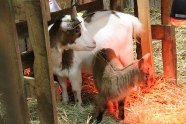 29 juillet – 4 août Ferme Argentin
