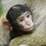 Lire la suite à propos de l’article 5 Août – 9 Août  La montagne des singes