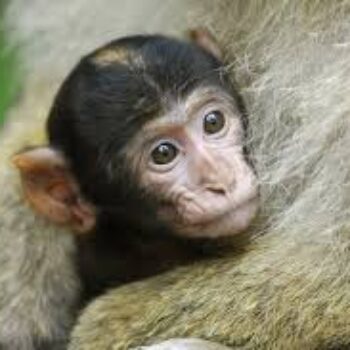 15 juillet – 19 juillet La montagne des singes