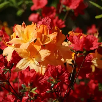 Du lundi 12 au vendredi 16 mai – Jardin Botanique de Gondremer