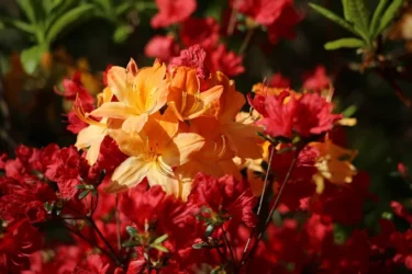Du lundi 12 au vendredi 16 mai – Jardin Botanique de Gondremer