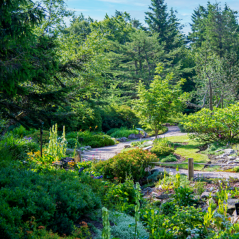 Du lundi 16 juin au vendredi 20 juin 2025 – Jardins d’altitude du Haut Chitelet
