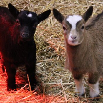Du lundi 11 août au vendredi 15 août- la Ferme d’Argentin