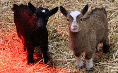 Du lundi 11 août au vendredi 15 août- la Ferme d’Argentin