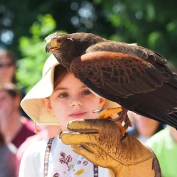 Du lundi 23 au vendredi 27 mars – La volerie des aigles