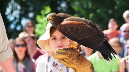 Du lundi 23 au vendredi 27 mars – La volerie des aigles
